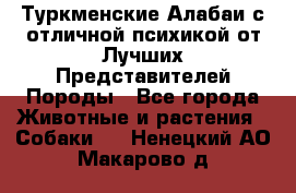 Туркменские Алабаи с отличной психикой от Лучших Представителей Породы - Все города Животные и растения » Собаки   . Ненецкий АО,Макарово д.